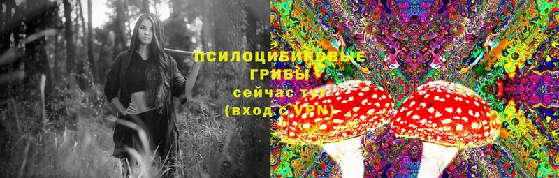 Псилоцибиновые грибы Psilocybe Кохма